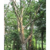 低價供應8公分以上全冠、移植柚子樹