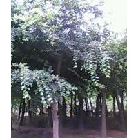 樸樹，櫸樹，國槐，黃連木，重陽木，馬褂木