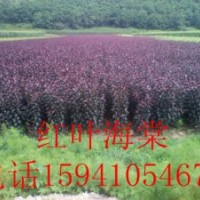 紅葉海棠苗-紅葉海棠