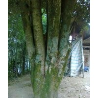 直經(jīng)65公分，分支1.5米冠11米，高12米精品桂花