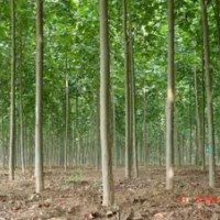 供應(yīng)大小規(guī)格法桐