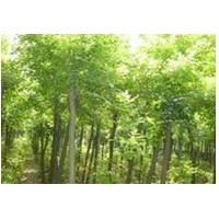 山東國槐基地 供應(yīng)速生國槐苗木