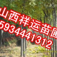 供應(yīng)核桃苗 國(guó)槐苗 刺槐苗 油松 白皮松 側(cè)柏 蘋果苗