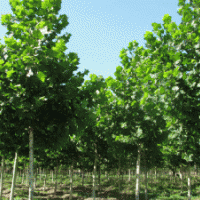 收購(gòu)國(guó)槐、白蠟、法桐