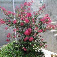 安徽肥西供應(yīng)大規(guī)格榔榆 樸樹(shù) 欒樹(shù) 烏桕 三角楓 紫薇 馬褂木 香