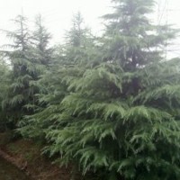 【南京楊兵苗圃】雪松 廣玉蘭 白玉蘭 大葉女貞 馬褂木