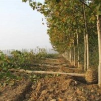 供應速生法桐 法桐價格 造型法桐 大葉女貞 黃金槐等喬木