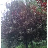 低價(jià)處理:紫葉李、法桐、國槐、山桃