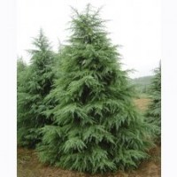 江蘇南京維華苗圃場-松雪基地雪松直銷