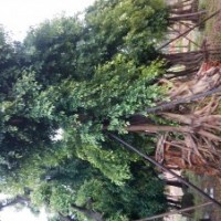 大小葉榕，橡膠榕，高山榕，紫荊，藍(lán)花楹，美麗木棉