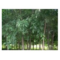 哪里有白蠟 哪里白蠟多 山東哪里是白蠟基地