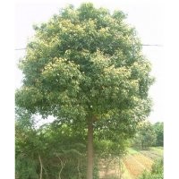 大量16到22公分原生香樟