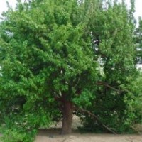 供應(yīng)1-60公分八棱海棠樹(shù)