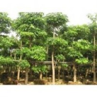 廣東苗木盆架子-低價盆架子-基地盆架子直銷