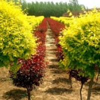 供應(yīng)金葉榆 叢生金葉榆