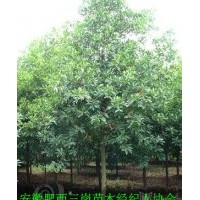 供應杜英，安徽2-15公分杜英價格