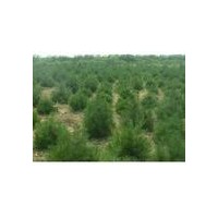 供應(yīng)50公分白皮松價(jià)格