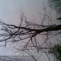 湖北隨州木瓜-木瓜樹-木瓜苗-木瓜樹苗