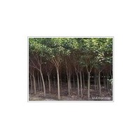 速生無蟲害 大葉女貞銷售