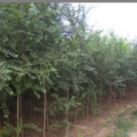 常年供應(yīng)榆樹3--45公分 刺槐6--40公分