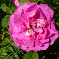 黑龍江哈爾濱出售四季玫瑰 忍冬 八寶景天