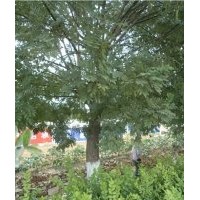 國(guó)槐 8-50公分國(guó)槐 國(guó)槐價(jià)格 國(guó)槐基地
