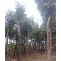 供應(yīng)實生、移栽香樟