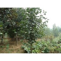 紅，黃，白玉蘭【5-12公分】；紫薇【4-8公分】