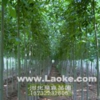 哪里有優(yōu)質(zhì)國槐 法桐 白蠟 皂角 垂柳 合歡樹