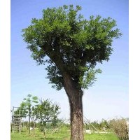 國槐小苗，山西國槐，國槐價格，假植國槐