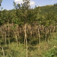 3公分左右獨(dú)桿全冠紅花小葉紫薇2萬棵出售