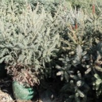 供應(yīng)甘肅云杉