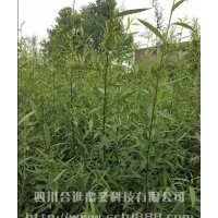 竹柳,美國(guó)竹柳,速生竹柳 四川合進(jìn)——值得您信賴的竹柳培育基地