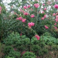 成都紫薇，成都大紅花紫薇，四川紫薇批發(fā)