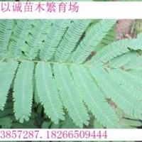 速生合歡，速生合歡