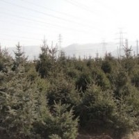 大量專業(yè)提供甘肅青海云杉定植苗木30萬(wàn)株