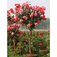 供應(yīng)樹(shù)狀月季