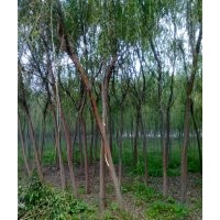 低價供應青皮垂柳、欒樹、紫葉李、紫薇等綠化苗木