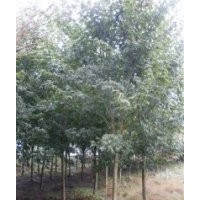 紅葉石楠 檫木 水杉 紅楓 楊梅 青楓 紫薇 竹柏 茶花 大葉女貞