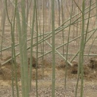 河北速生柳