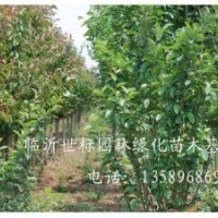 常年供應(yīng)1.5m--2m檜柏，3--6公分牡丹、花石榴，2--5公分黃金垂榆