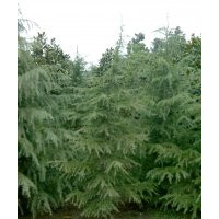 雪松哪里買好、雪松價格低