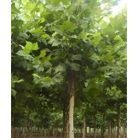 國槐 8-40公分國槐 國槐價格 國槐基地