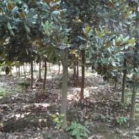 廣玉蘭大降價(jià)7-14公分廣玉蘭降價(jià)處理