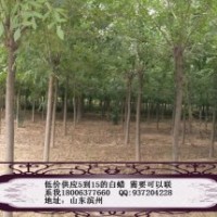 供應(yīng)綠化苗木白蠟、國槐、合歡、法桐、千頭椿、垂柳、刺槐、、榆