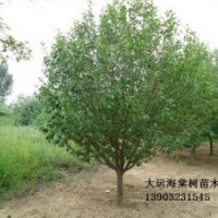 八棱海棠樹(shù) 風(fēng)景八棱海棠樹(shù)