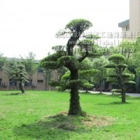 對(duì)節(jié)白蠟|優(yōu)質(zhì)對(duì)節(jié)白蠟