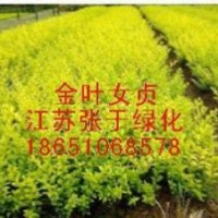 法青、法國(guó)冬青