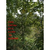 供應(yīng)青楓樹