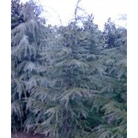 基地雪松苗行情，雪松苗價(jià)格，南京優(yōu)質(zhì)雪松苗